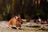 Brandmaus, Bild: Alexas_Fotos via Pixabay / Pixabay Content License