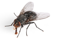 Fliege